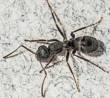 Formica glacialis photo 31
