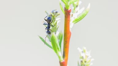 Formica glacialis photo 32