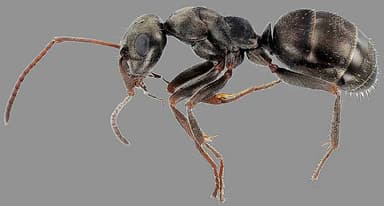 Formica glacialis photo 33