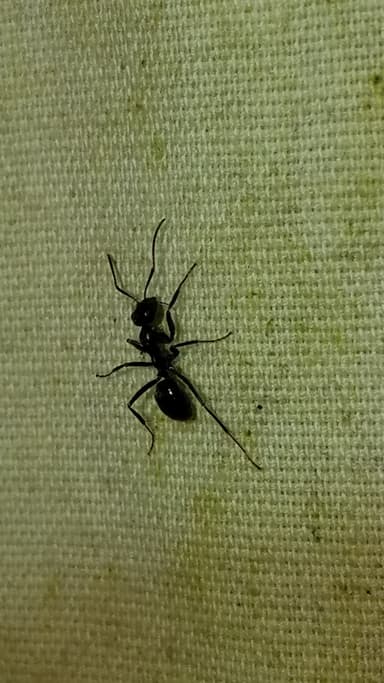 Formica glacialis photo 34