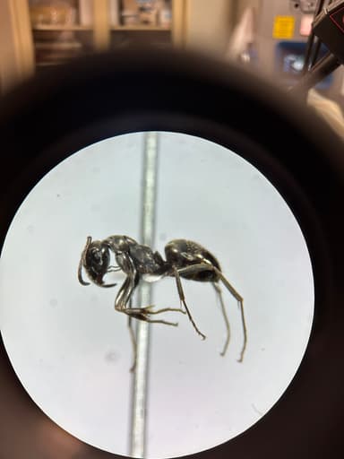 Formica glacialis photo 35