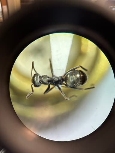 Formica glacialis photo 37