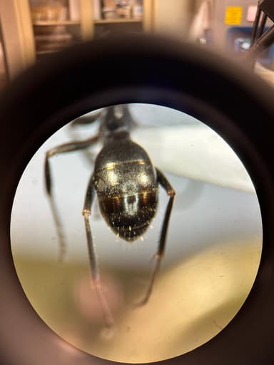 Formica glacialis photo 38