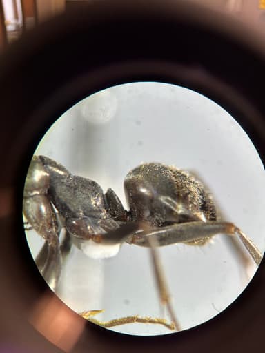 Formica glacialis photo 39