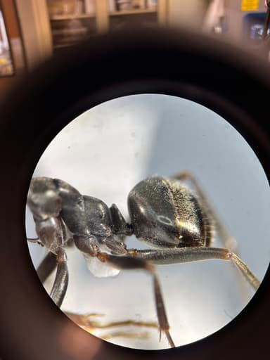 Formica glacialis photo 40