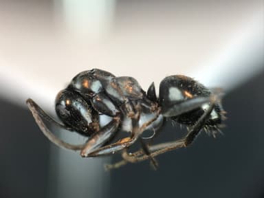 Formica glacialis photo 41