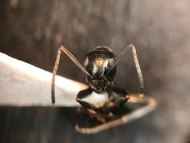 Formica glacialis photo 42