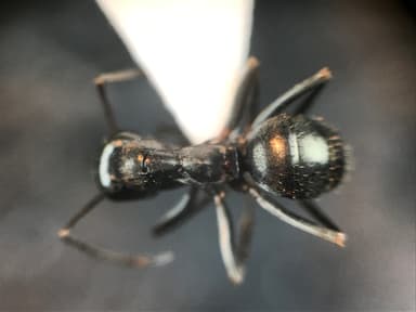 Formica glacialis photo 43