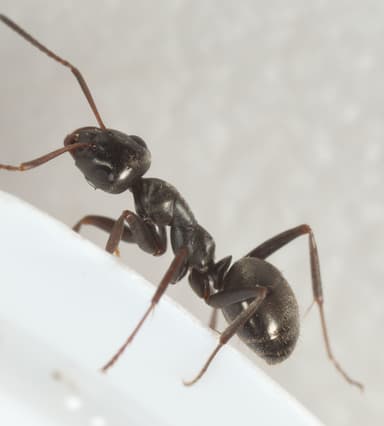 Formica glacialis photo 45