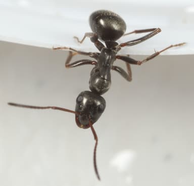 Formica glacialis photo 46