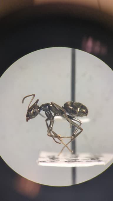 Formica glacialis photo 47