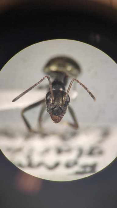 Formica glacialis photo 48