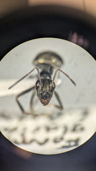 Formica glacialis photo 49