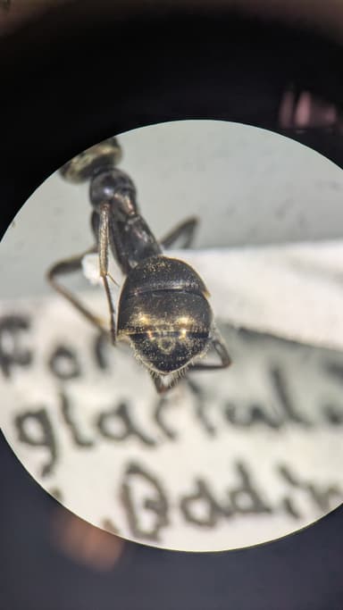 Formica glacialis photo 51