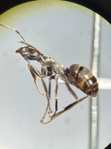 Formica glacialis photo 53