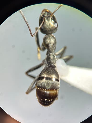 Formica glacialis photo 54