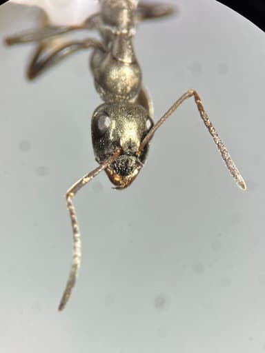 Formica glacialis photo 55