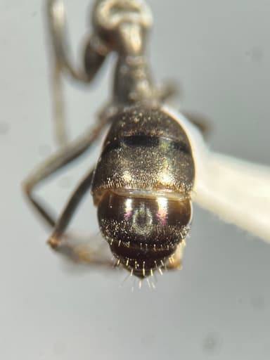 Formica glacialis photo 56