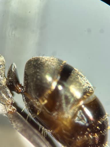 Formica glacialis photo 57