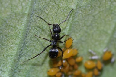 Formica glacialis photo 58