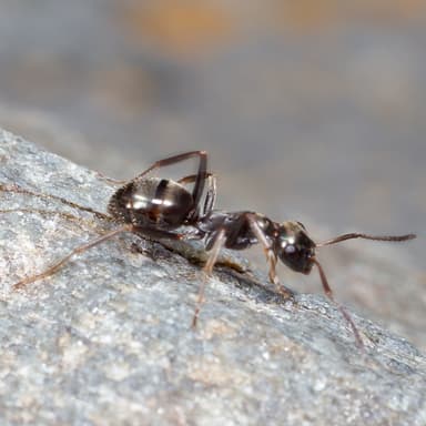 Formica glacialis photo 61