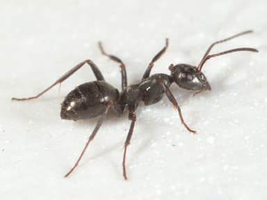 Formica glacialis photo 62