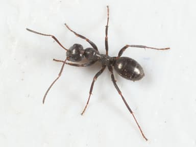 Formica glacialis photo 64