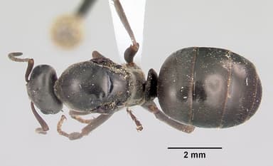 Formica glacialis — queen photo 1