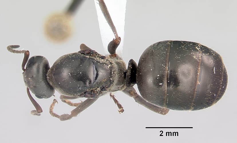 Formica glacialis photo 1