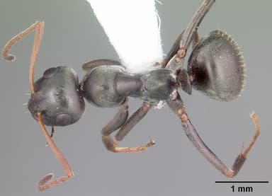 Formica glacialis — queen photo 2