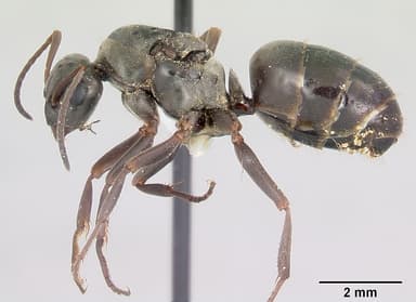 Formica glacialis — queen photo 3