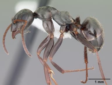 Formica glacialis — queen photo 4