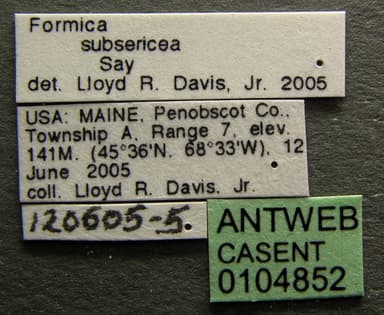 Formica glacialis photo 6