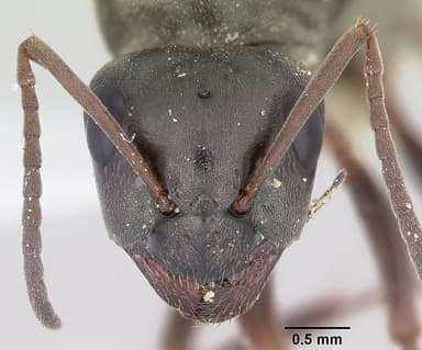 Formica glacialis — queen photo 7