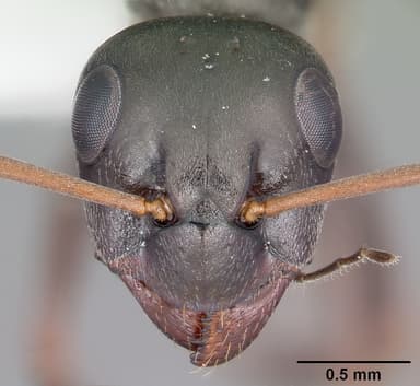 Formica glacialis — queen photo 8