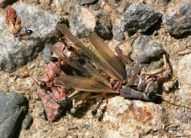 Formica incerta — colony photo 1