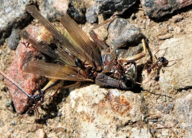 Formica incerta — colony photo 2