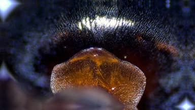 Formica integra — colony photo 23