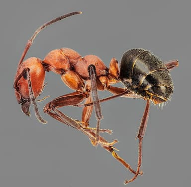 Formica integra — colony photo 45