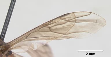 Formica integra — queen photo 2