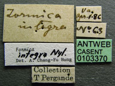 Formica integra photo 7