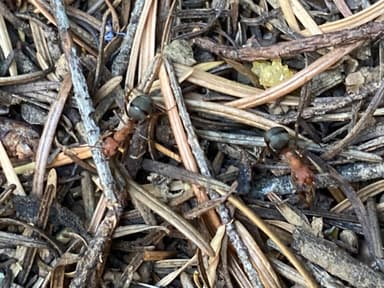 Formica integroides photo 6