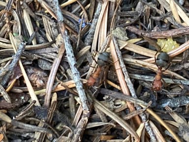 Formica integroides photo 7
