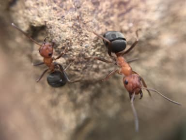 Formica integroides photo 8