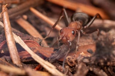Formica integroides photo 10