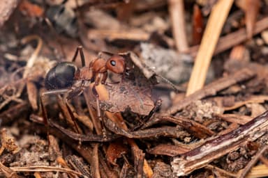Formica integroides photo 11