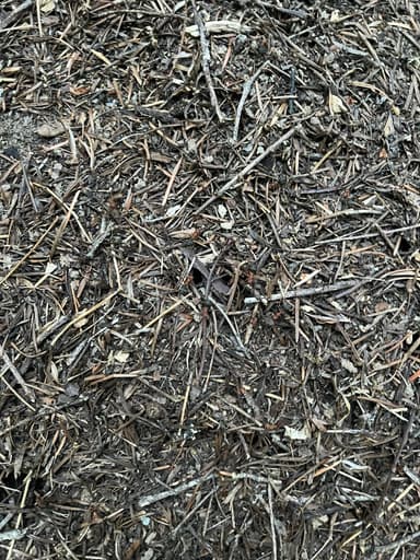 Formica integroides photo 12