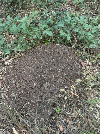 Formica integroides photo 13