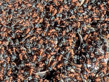 Formica integroides photo 14