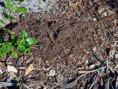 Formica integroides photo 15